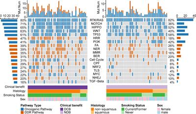 Co-Occurring Alteration of NOTCH and DDR Pathways Serves as Novel Predictor to Efficacious Immunotherapy in NSCLC